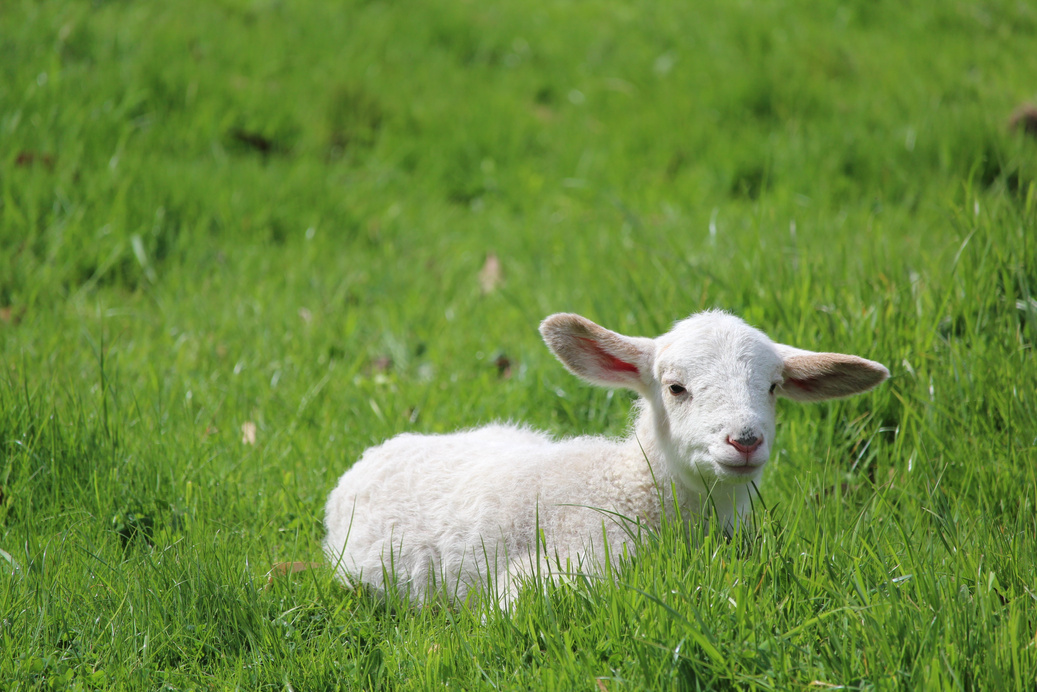 Baby Sheep in a Meadow