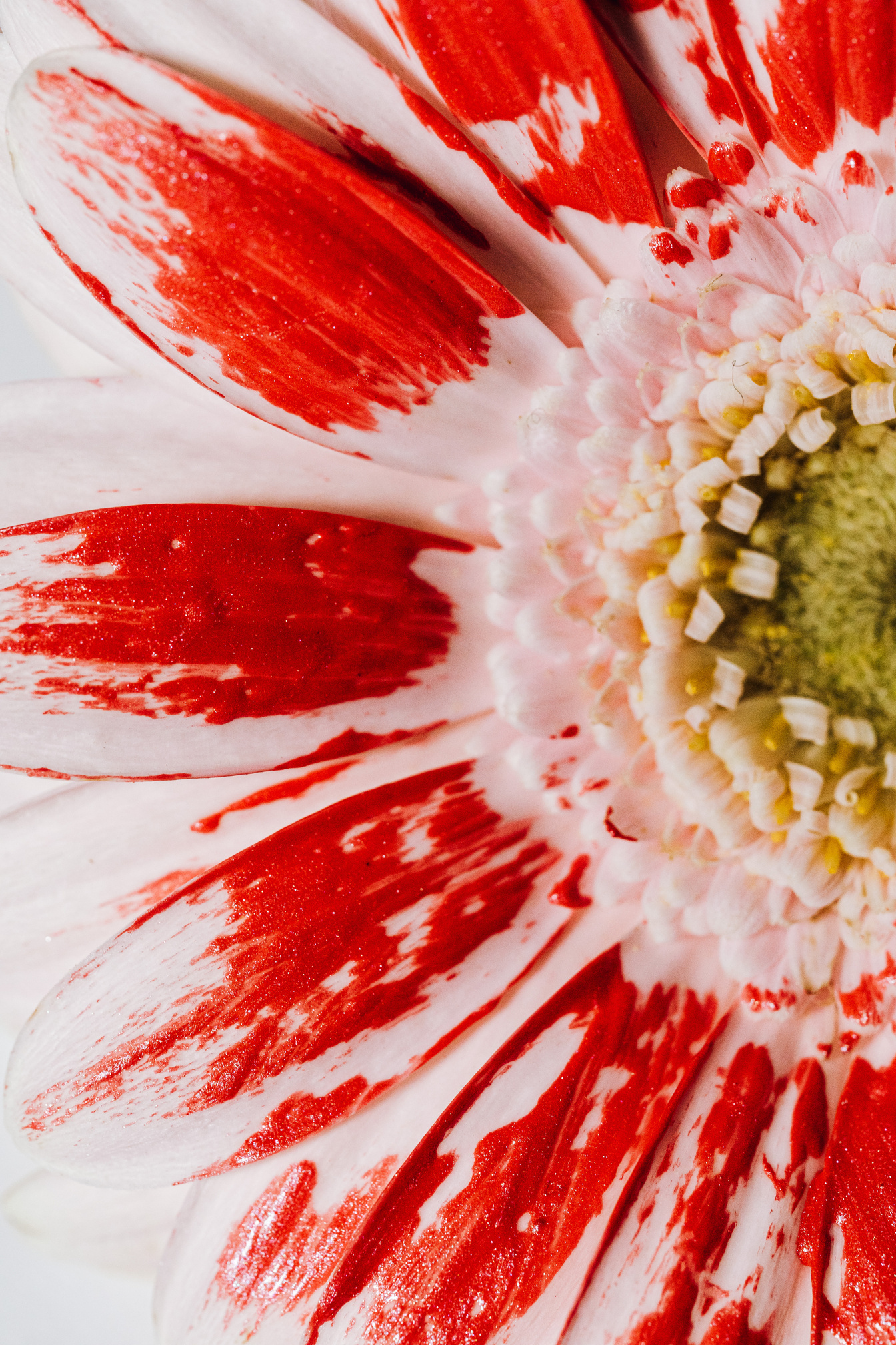 Red Flower in Close Up Photography