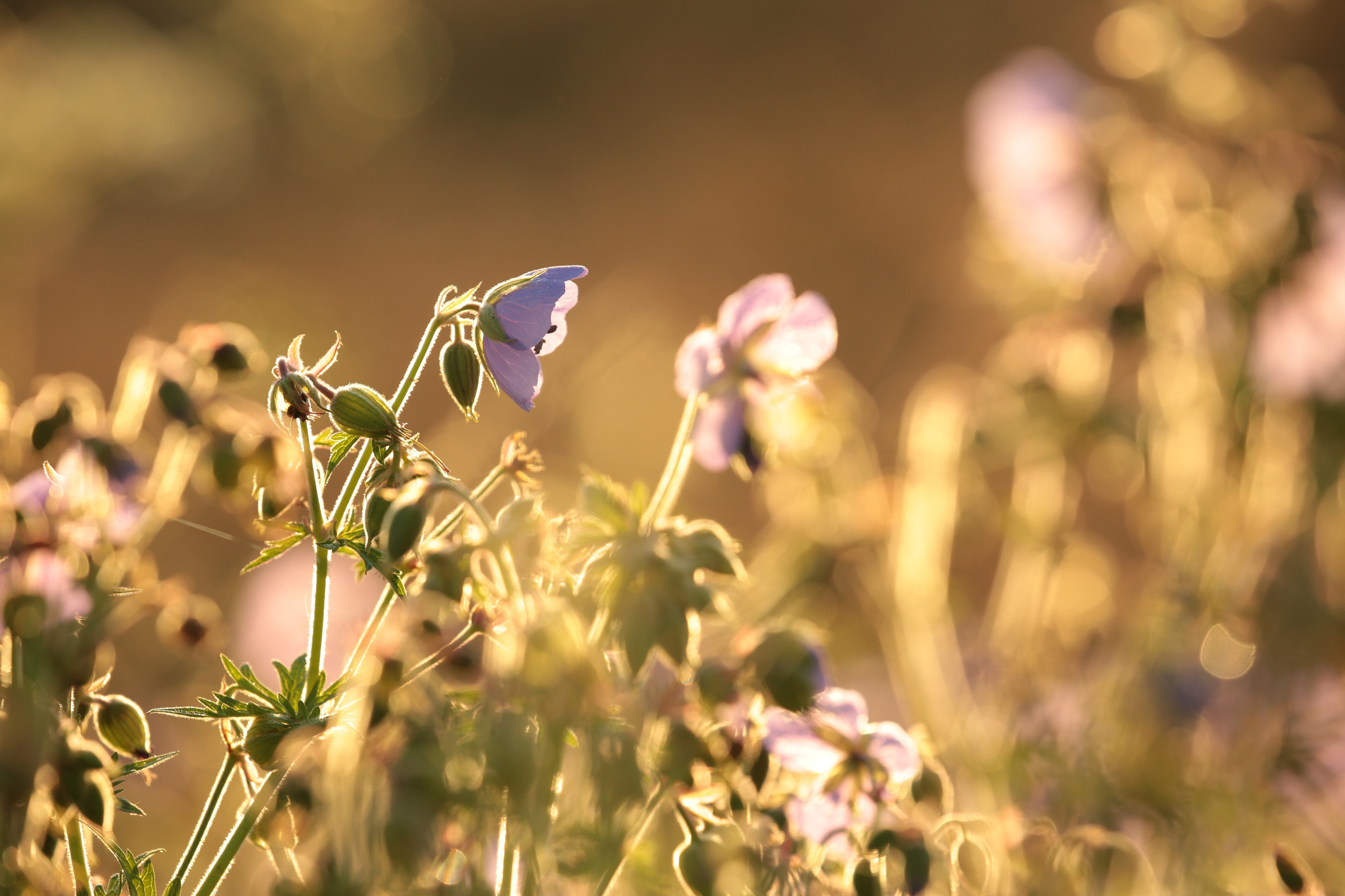 Geranium pratense (Cranesbill Geranium)