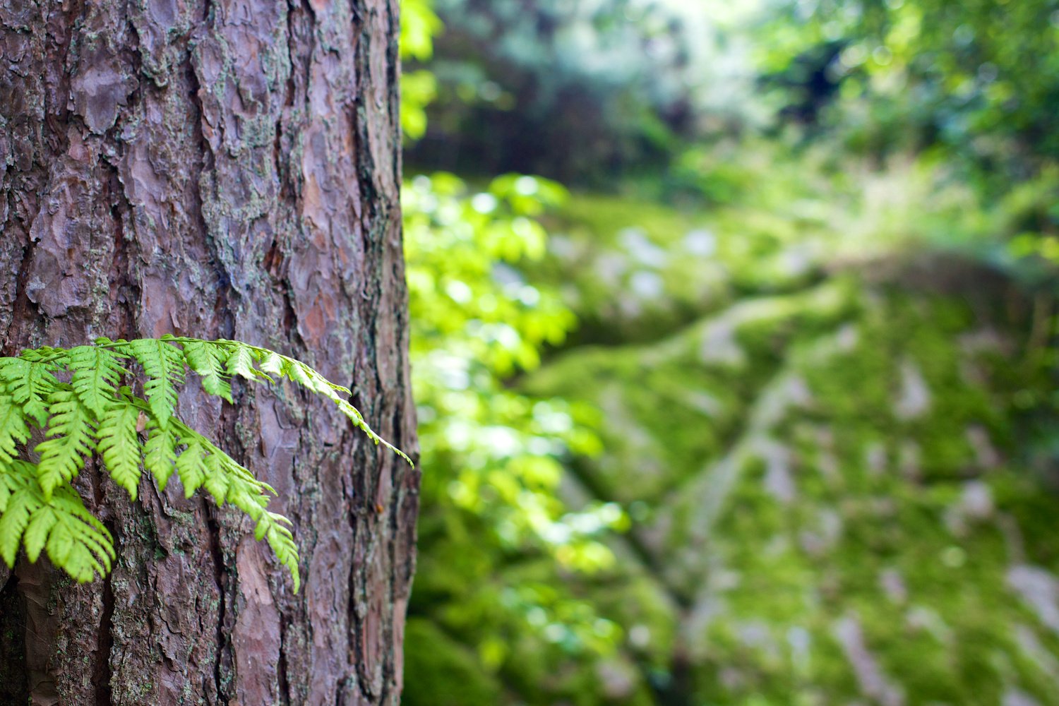 Green Leaves Beside Tree Bark