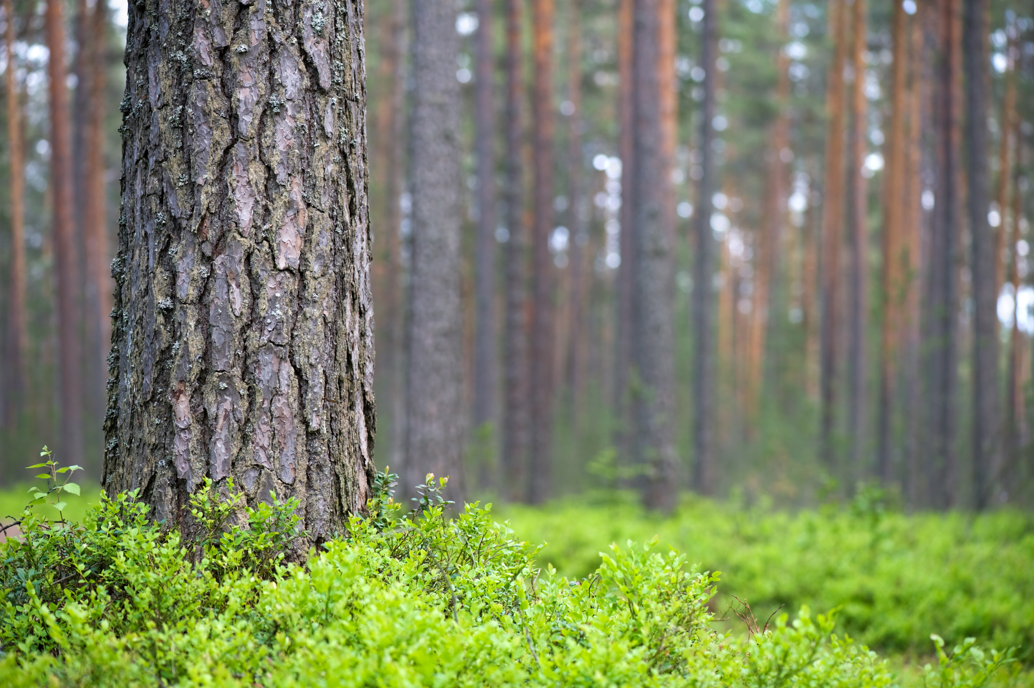 Scots pine forest