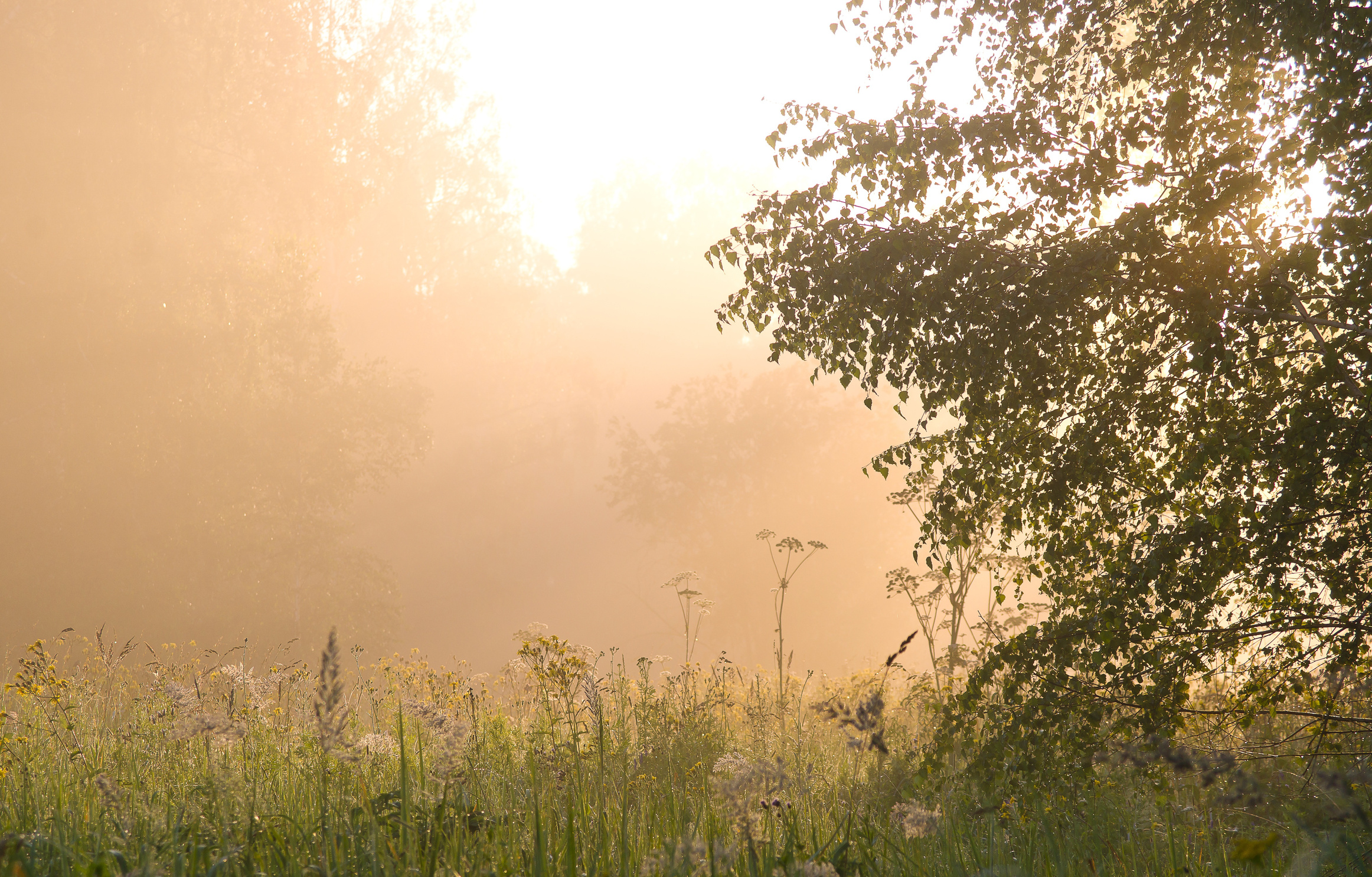 Foggy Meadow near Forest