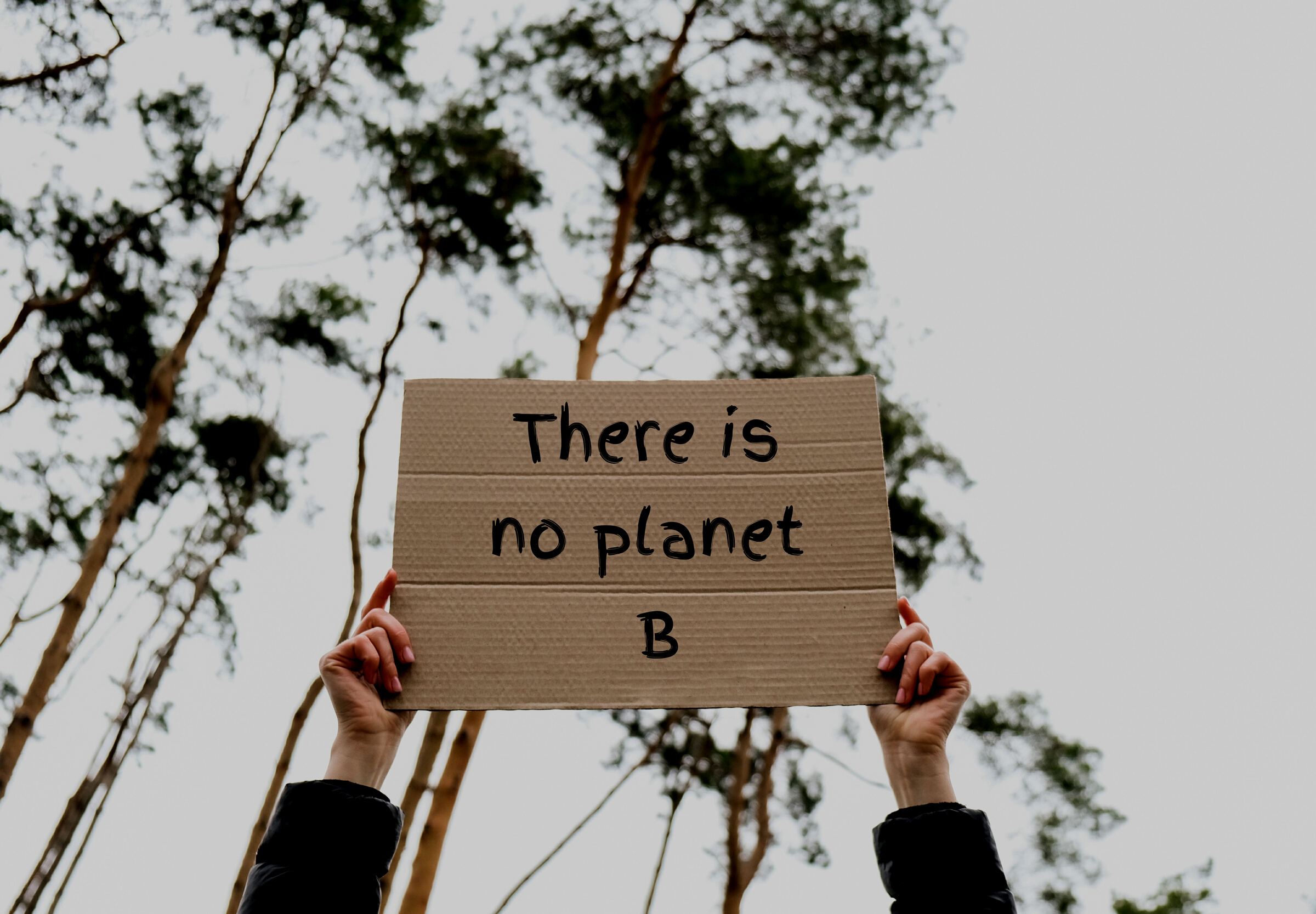 Female Hands Holding Cardboard with Text THERE IS NO PLANET B Outdoors. Nature Background. Protester Activist