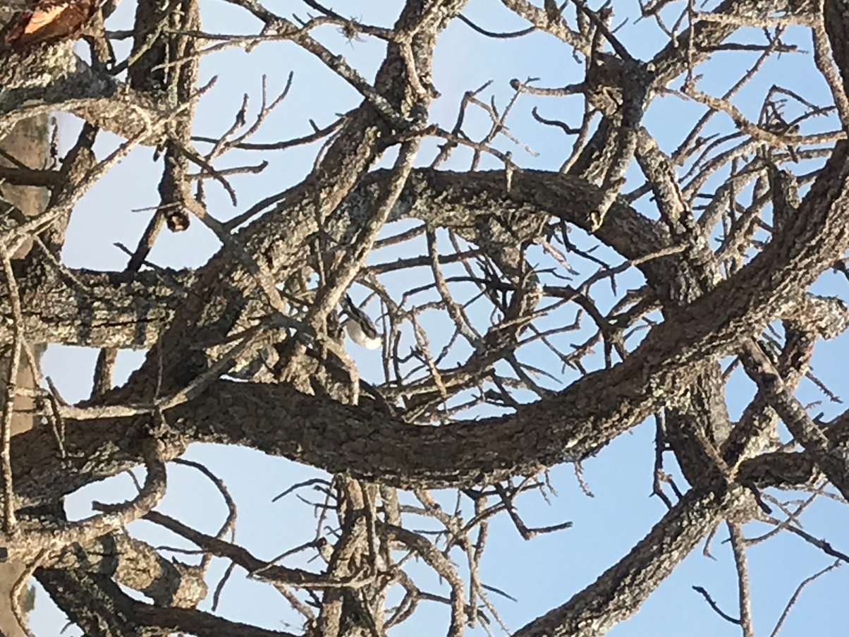 Tortuous tree branches