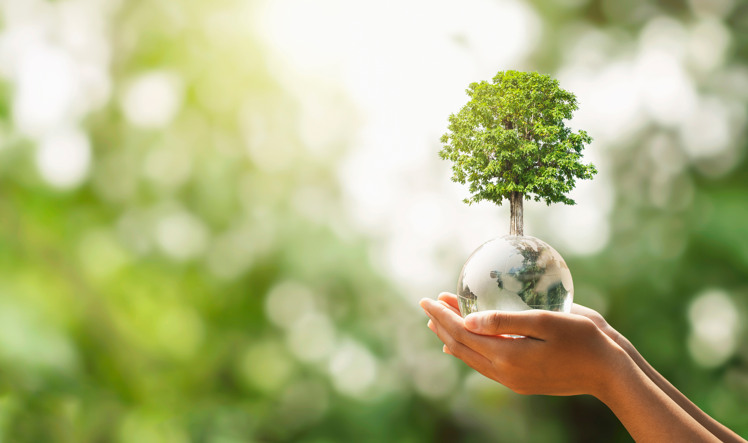 Hands Holding Glass Sphere with Growing Tree 